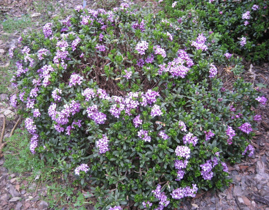 Daphne sericea Compact Form